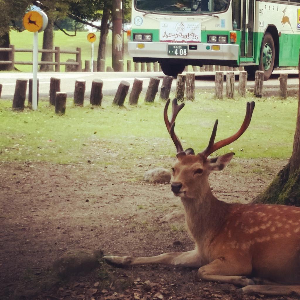 Une journée à Nara 