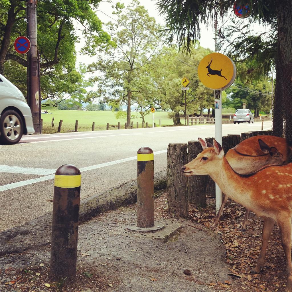 Une journée à Nara 