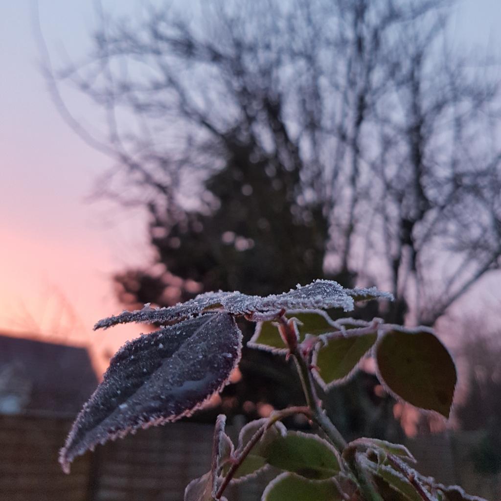 Givre d'hiver